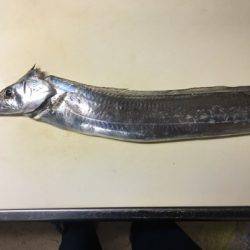 南芦屋浜タチウオ