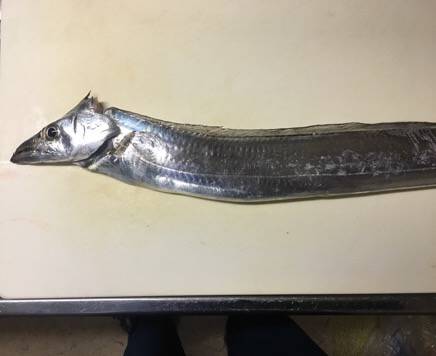 南芦屋浜タチウオ