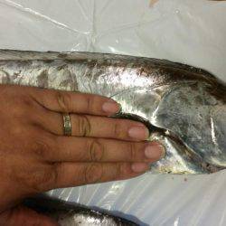 陸ッパリからスーパードラゴン