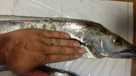 陸ッパリからスーパードラゴン