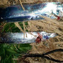 まだまだタチウオいける!