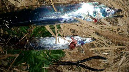 まだまだタチウオいける！