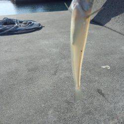 エギング+餌釣り