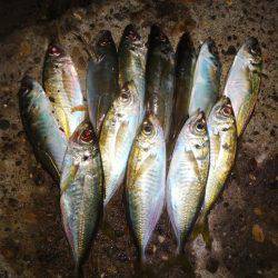 しんどいアジング