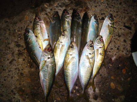 しんどいアジング