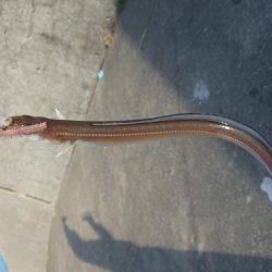 カレイが釣りたい。