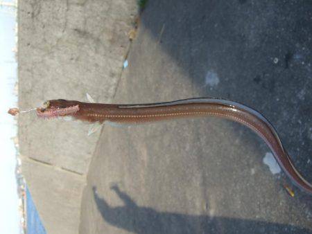 カレイが釣りたい。