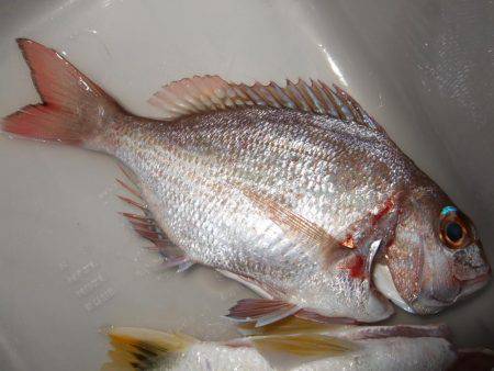 カレイが釣りたい。２