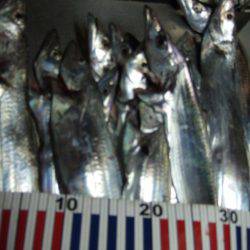 今日のタチウオは慎重。