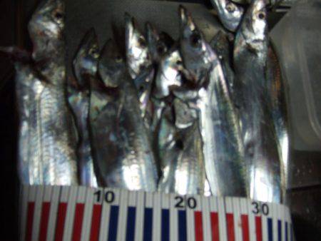 今日のタチウオは慎重。