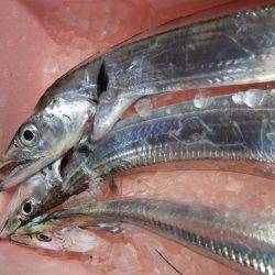 タチウオと短時間勝負！　