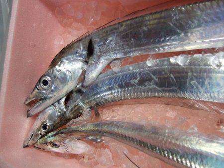 タチウオと短時間勝負！　