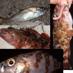 淡路島で、メバル遠征。