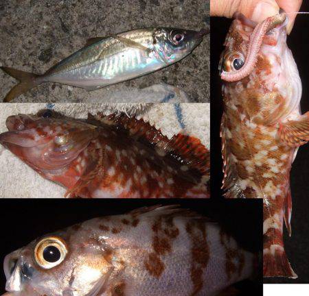 淡路島で、メバル遠征。