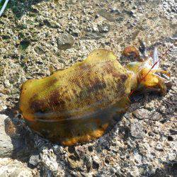 磯でアオリイカのヤエン釣り