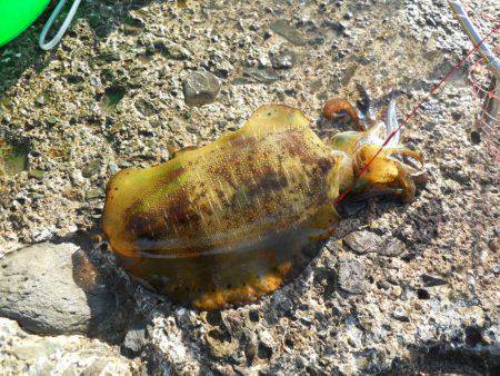 磯でアオリイカのヤエン釣り