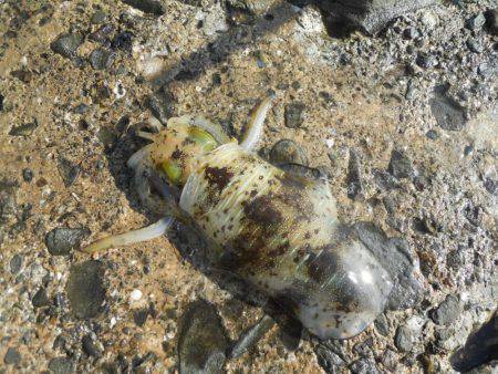 強風の中、磯でアオリイカのヤエン釣り