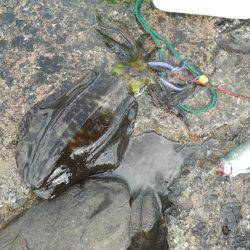 コンディション悪、磯でアオリイカのヤエン釣り