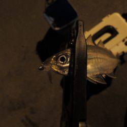 まだまだアジ居ます。