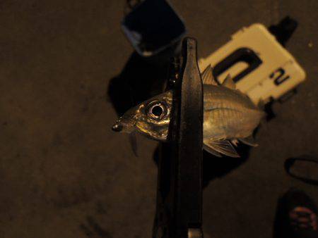 まだまだアジ居ます。