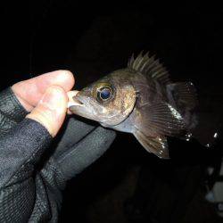 居る所と釣るタイミング