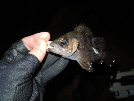 居る所と釣るタイミング