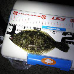 谷川でアジング