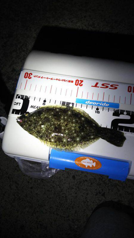 谷川でアジング