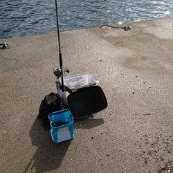 予想もしてなかった魚が