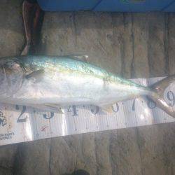 ヒラマサ狙い２日釣り