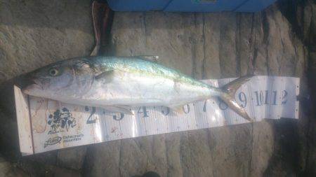 ヒラマサ狙い２日釣り