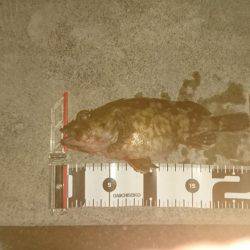 ロックフィッシュ調査