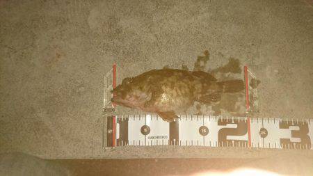 ロックフィッシュ調査