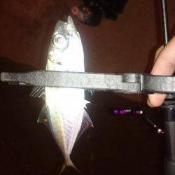 アジング釣行記