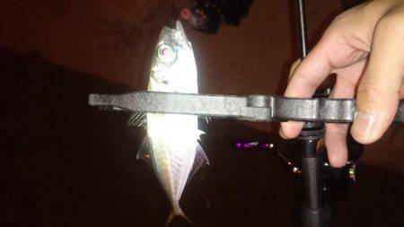 アジング釣行記