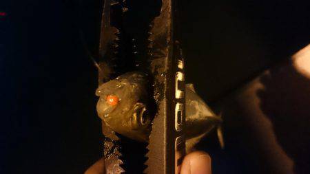 今週もアジング