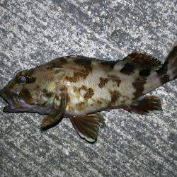 久しぶりのウキ釣り