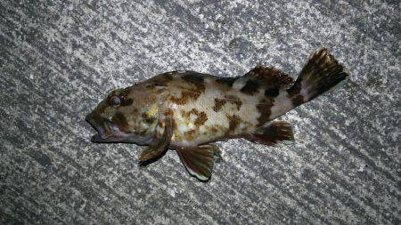 久しぶりのウキ釣り