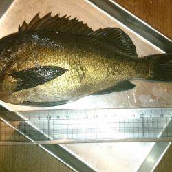 釣り納めにサンタがやってきた