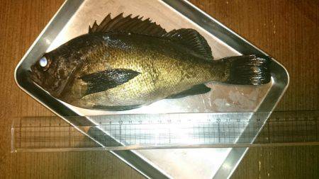 釣り納めにサンタがやってきた