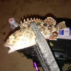 アジング釣行記