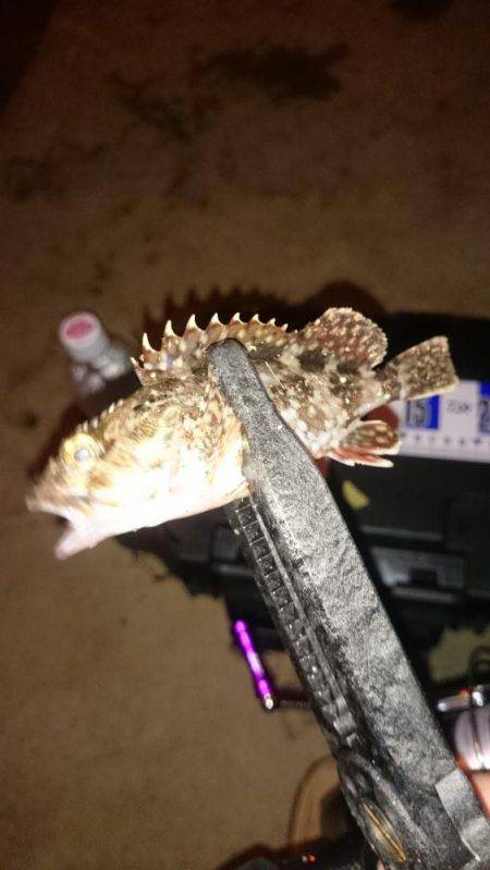 アジング釣行記