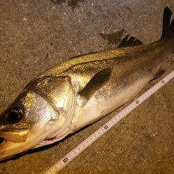 久しぶりシーバス