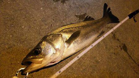 久しぶりシーバス