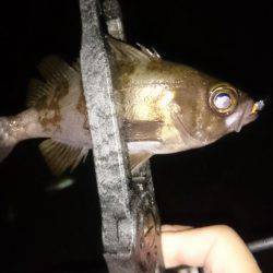 アジング釣行記