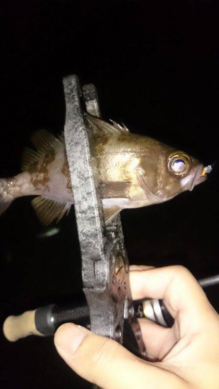 アジング釣行記