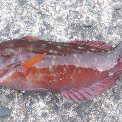 今年最後の釣り