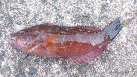 今年最後の釣り