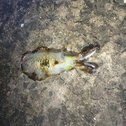 未熟なヤエン師 Lv.1