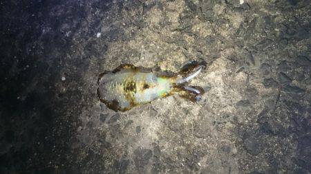 未熟なヤエン師 Lv.1